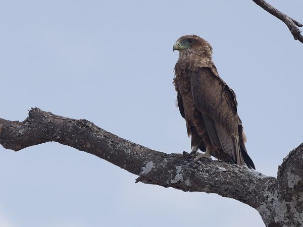 <h3><a href="/trips/tanzania/biota/animalia/chordata/aves/017 accipitriformes/004 accipitridae/terathopius ecaudatus/terathopius ecaudatus-nl.html">Terathopius&nbsp;ecaudatus</a> / Bateleur / Bateleur</h3>OM-1 Mark II met OLYMPUS M.150-400mm F4.5, 1/2000 sec  bij F4.5, ISO 320, afstand 48.4&nbsp;m
